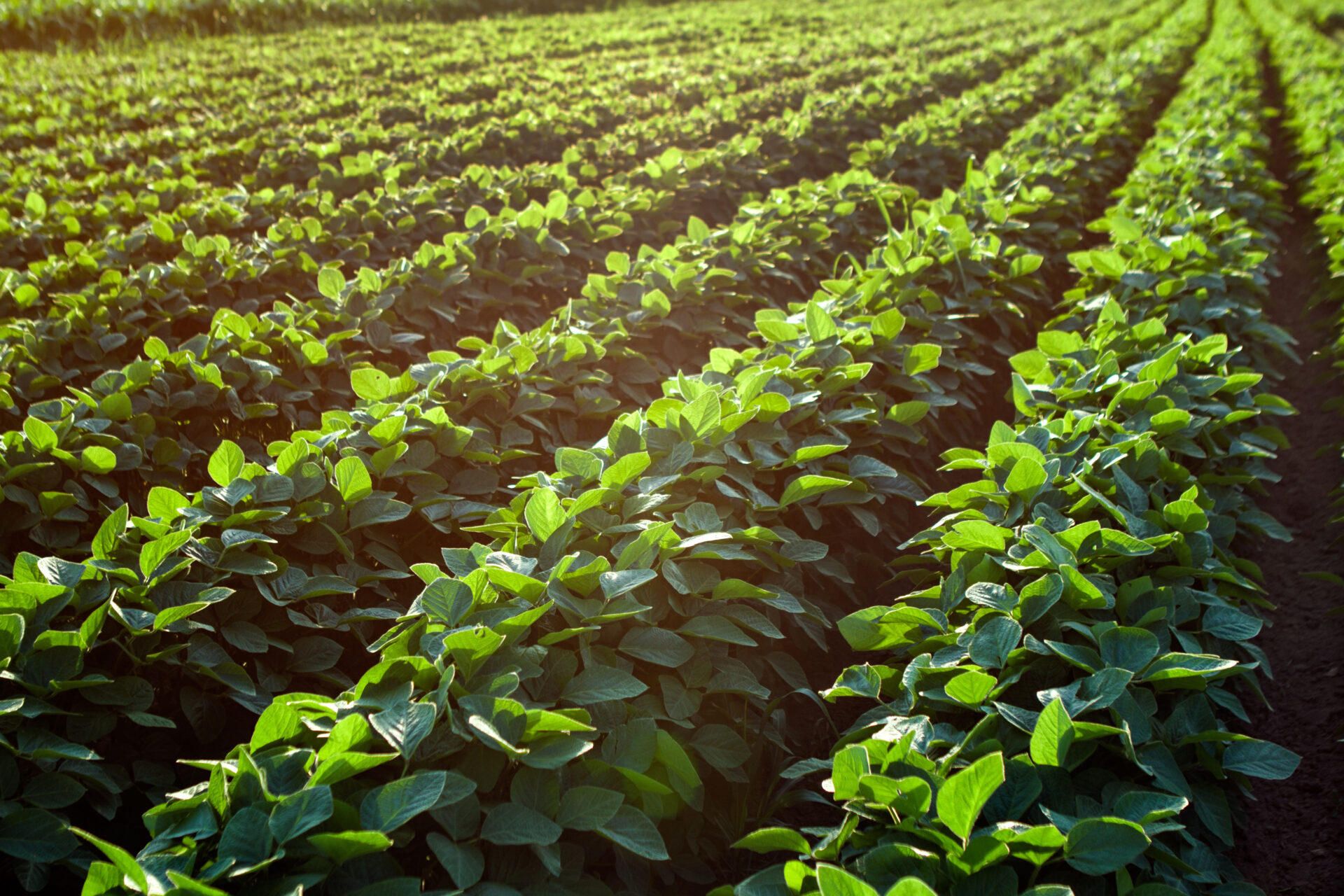 High Yield Soybeans 100+ Bushel Soybeans StollerUSA