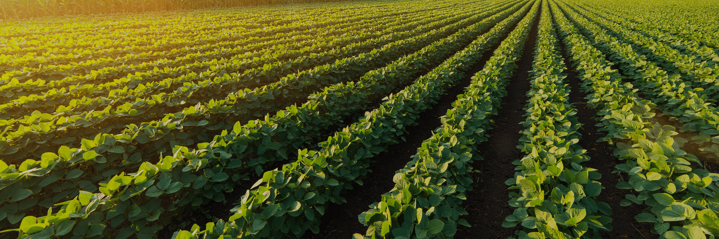 soybean field_Midwest