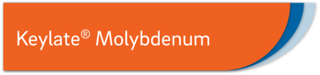 Keylate<sup>®</sup> Molybdenum